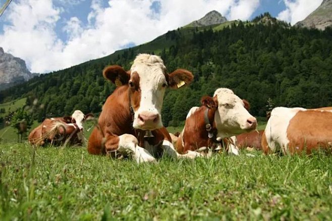 【肉类知识】吃好澳洲牛排，你需要知道的真...