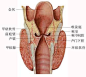 喉咙的解剖图_百度图片搜索