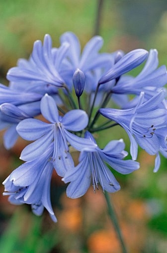 Agapanthus ‘Gem’ 百子莲...