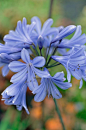 Agapanthus ‘Gem’ 百子莲“珍品”