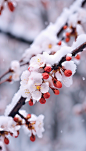 初雪冬日柿子树二十四节气小寒摄影图