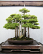 小春光～ via：boredpanda.com/amazing-bonsai-trees
