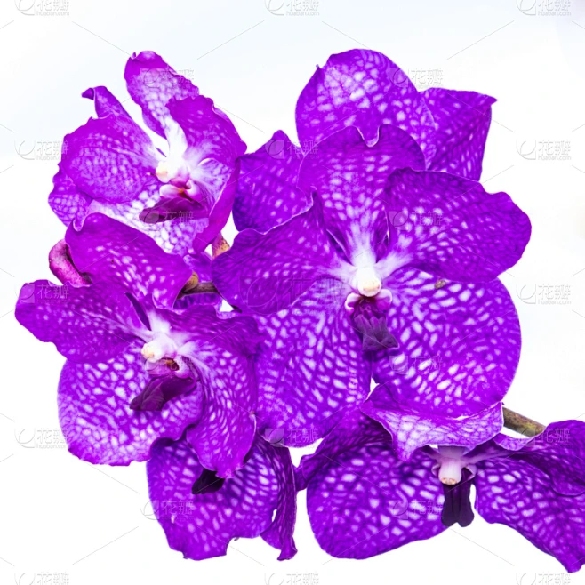 紫色,分离着色,万代兰花,万代兰属,植物茎,兰花,无人,蓝色,2015年,叶子图片_绿树图片素材-花瓣网