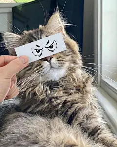 只需要一张小纸条就能让猫咪秒变表情包，搞笑的气质简直浑然天成_Adrian