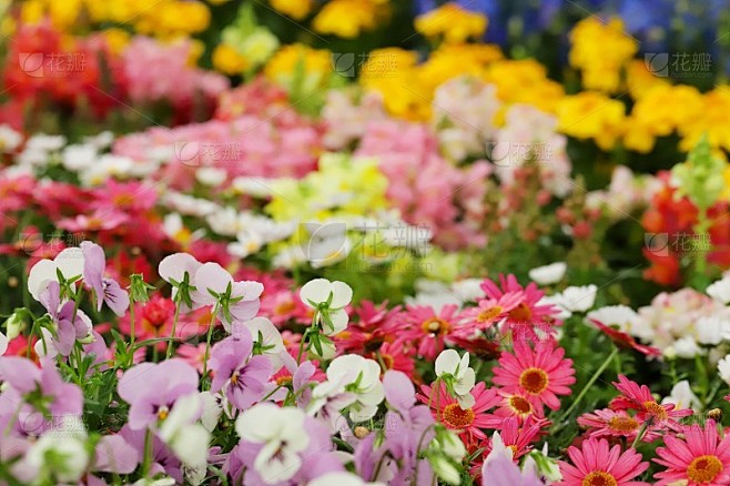 日本春花 , 小林國雄紹介｜春花園webサイト – UAAFRD