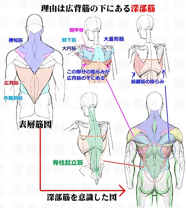 画画素材资源库之角色人体背部肌肉结构参考图-花瓣网