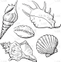 绘画插图,贝壳,软体动物,矢量,自然美,分离着色,多样,垂直画幅,水,气候