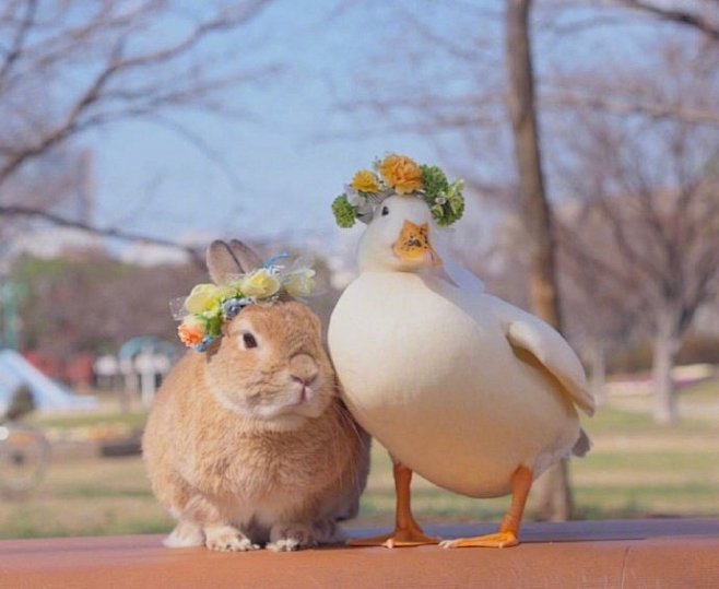 鸭鸭和兔兔的可爱日常。ins:oniwa...