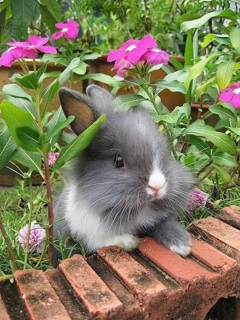 .兔兔