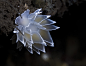 Opie Nudibranch