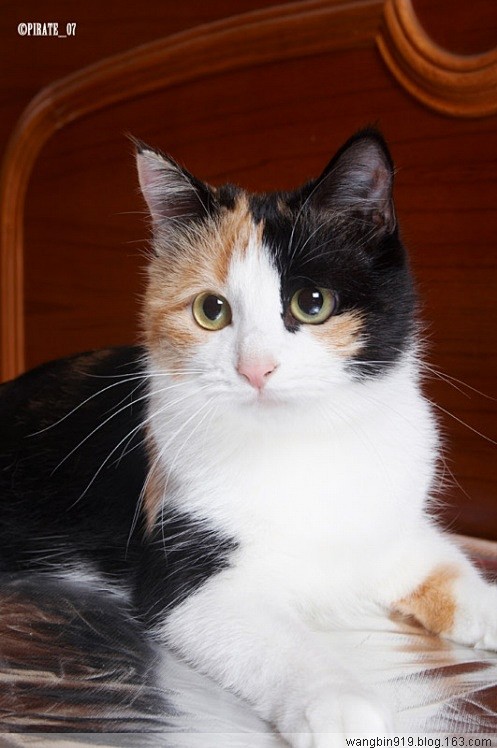 图片我见过的最漂亮的三花猫没有之一三花猫吧百度贴吧