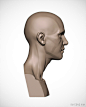 Female Anatomy Bust