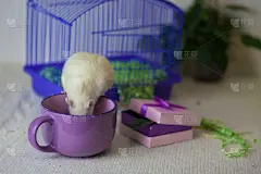 咖啡杯里的小白鼠。白色背景上的早餐。可爱的自制的. .象征着中华民族的2020年