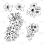 樱花盛开集，手绘黑白墨风格。孤立的樱花枝插图。画的真正的树花开花棒的国家日本春天的鲜花盛开。向量