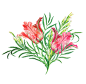 Tulips and Tagetes Minuta : watercolor illustrations of tulips and tagetes minuta (herb).