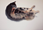 日本画家村上豊画的水彩猫咪也是以简洁的笔触表现出丰富的层次和动态，寥寥数笔跃然纸上～