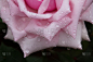 バラの花と雨のしずく