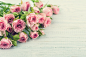 General 1920x1278 rose pink flowers plants flowers