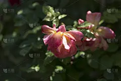 玫瑰,仅一朵花,白色,红色,粉色,多色的,黄色,请柬,贺卡,清新