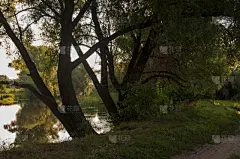 小路,夏天,绿色,森林,小河,清新,面向陆地,气候,远距离,草