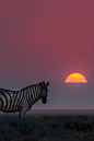 Zebra Dusk - Etosha National park, Namibia (by Andrew Schoeman)