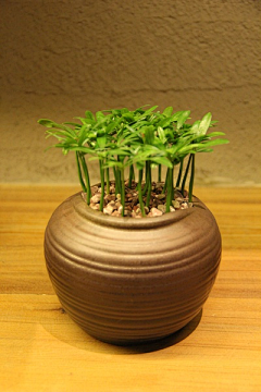 抹茶夏天i°采集到植物