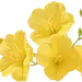 月见草