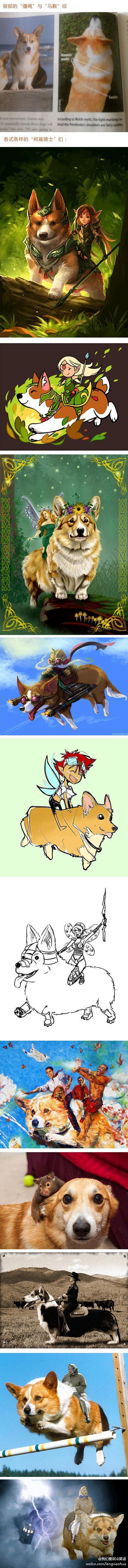 柯基犬因为背部毛色有“缰绳纹”和“马鞍纹...