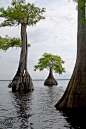 Blue Cypress Lake  May 2009 - Indian River County 