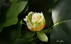 美丽花朵朦胧微距摄影宽屏壁纸桌面壁纸1