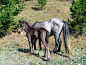 在一个阳光明媚的日子里，一匹灰色的小马驹和一匹瘦马在松树间吃草
