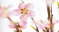 close-up cherry blossoms flowers pink white background  / 1920x1080 Wallpaper