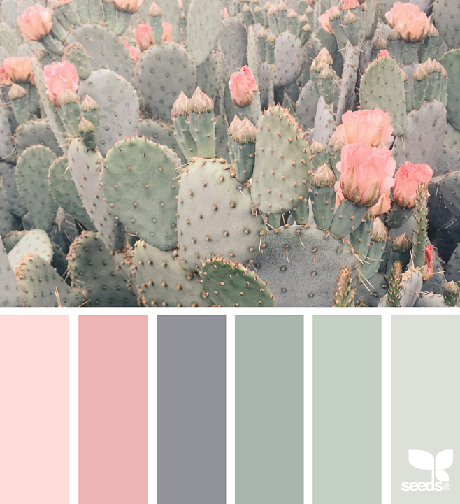 { cacti color } imag...