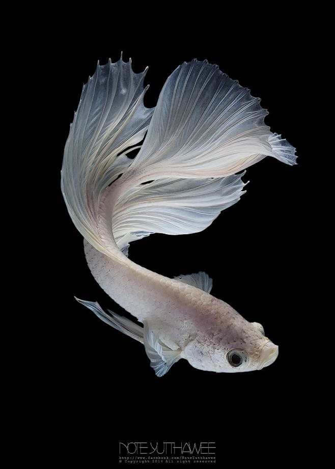 1)White Betta Fish.j...