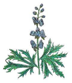 免抠素材植物 复古风 拼贴素材