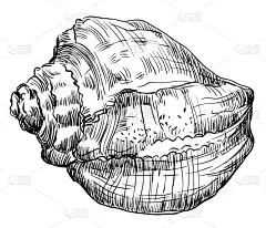 绘画插图,贝壳,动物手,图像技术,螺线,海洋生命,背景分离,复古风格,动物,蜗牛