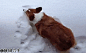 秋田六千
小短腿奔跑在雪地中真是一幅非常“美好”的场景啊，毕竟底盘是真的低[doge]