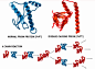 蓝色的为正常蛋白，红色的为变性蛋白，可以看出变性蛋白在不断诱导正常蛋白变成自己的同类-朊病毒