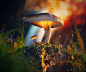 Mighty : Personal project. For this time i want create some sunny and tranquillity stuff. Practice with scatter and forester tools. Mushrooms from megascans library.