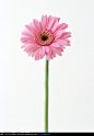 一朵美丽漂亮的粉色菊花
