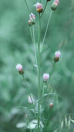 是醒采集到花