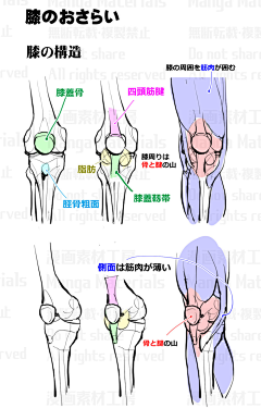 莳羽Reimu采集到人体结构（肢体，关节