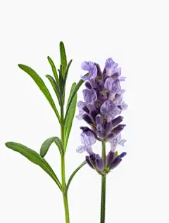 手机端、无线端首页、手机端首页、手机APP首页、淘宝手机端首页、天猫手机端首页、男装手机端首页、女装手机端首页、食品手机端首页、饰品手机端首页、童装手机端首页、母婴手机端首页、电器手机端首页、箱包手机端首页、鞋子手机端首页 无线钻石展位，首焦资源位，创意海报设计，手机端海报，无线钻展，淘宝APP，天猫APP，首焦海报，天猫京东电商活动轮播海报平面设计 男女装 家电数码 电器建材 母婴玩具 箱包女鞋 珠宝首饰 美妆 化妆护肤品 食品 茶 酒 电脑办公
家居背景、家居海报背景、海报背景、家居场景、家装背景、家