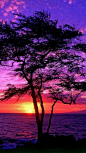 夏威夷的树影 日落