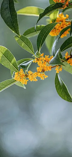 感受秋意 桂花飘香(壁纸 图片