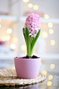 #花卉# #植物# #摄影#