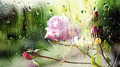 情人节玫瑰花桌面壁纸 1920x1080