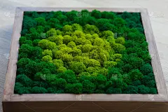 内部稳定的彩色冰岛苔藓。墙上的绿青苔镶板。墙面装饰用青苔。绿色苔藓纹理木制框架，背景