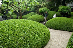 Yuisa采集到景观-植物池、花园