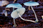 炫蓝蘑菇 俗称“精灵的梧桐”（Pixies' Parasol）产于澳大利亚塔斯马尼亚岛，它是冈瓦纳植物区系，属于真菌，颜色鲜丽但是并不发光，未成熟幼苗时期时呈现蓝色。有强烈的蓝色中心，成熟后慢慢褪色变得颜色发白。它还有个神奇的传说，吃下后眼睛可以变成蓝色。#蘑菇#
